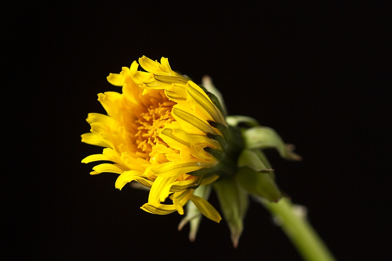 My first dandelion photo this year. Picked it from my rainy garden this evening. Time for gardening, but not tonight.