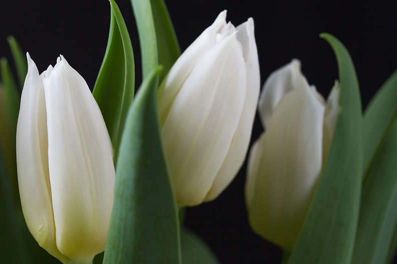 White tulips in the house