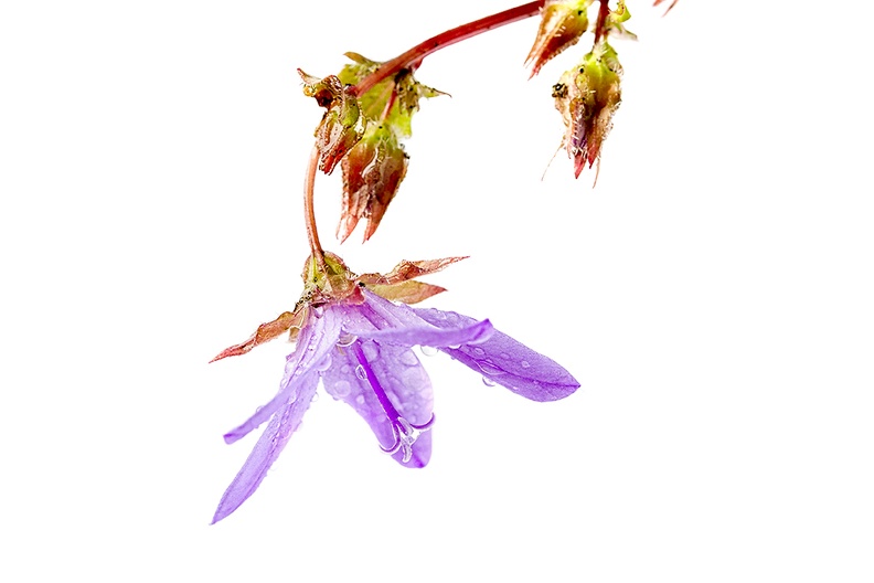 May 16 - Purple weed