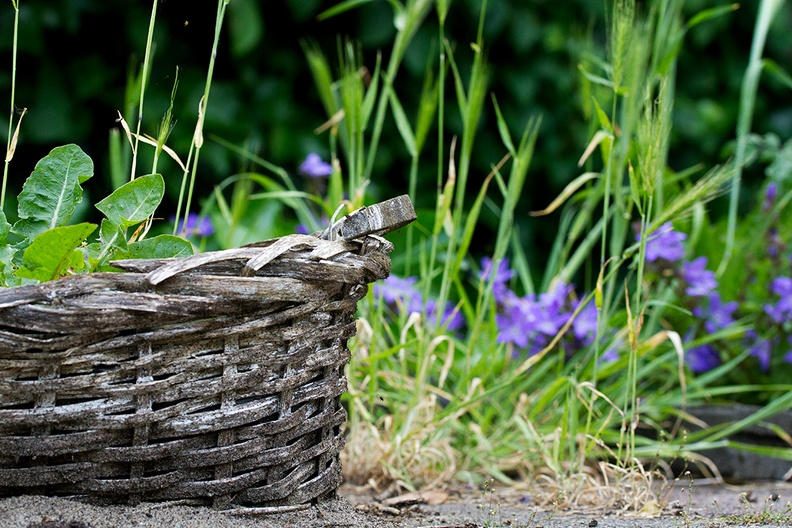 An old basket in my garden on a late and hot evening.