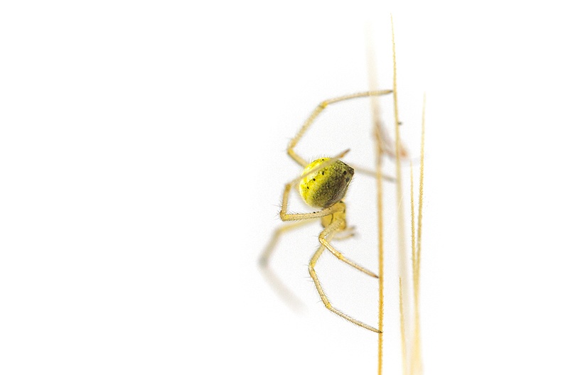 A very small spider on  some weed I picked from my garden.