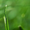 Jul 19 - Grass