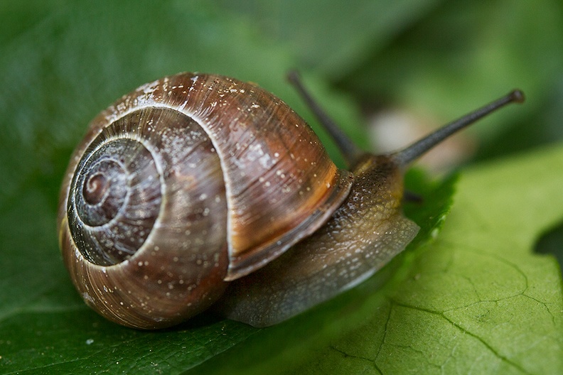 A snail in my garden