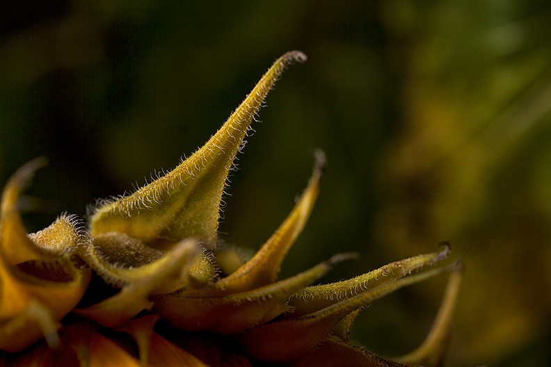 Detail of a far too old sunflower
