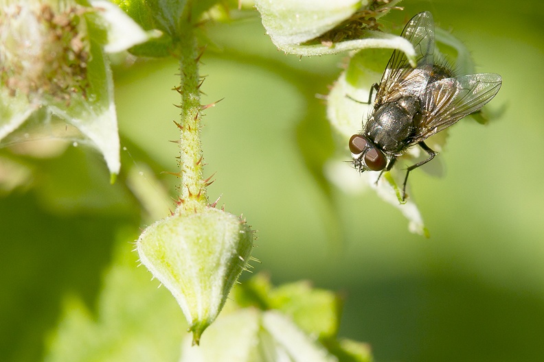 A fly on my raspberry flowers in the afternoon sun