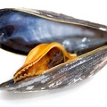 Sep 06 - Cooked mussel.jpg