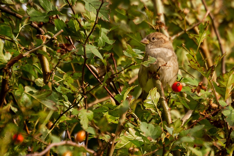 Sparrow in my hedge. Title from a song of Simon and Garfunkel.