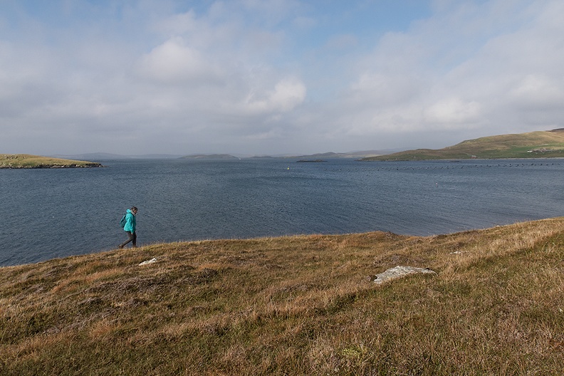We made a wonderful walk near Scalloway today with even blue in the sky!