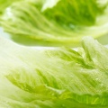 Oct 18 - Iceberg lettuce