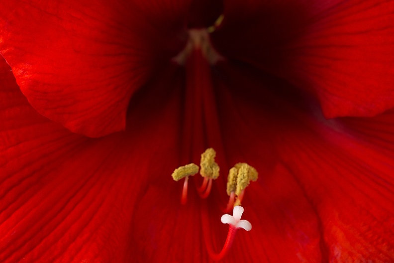 Another amaryllis, almost at his/her end.