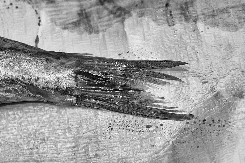 Detail of a delicious afternoon snack (herring) in B&W. There was more fish on the left ;)