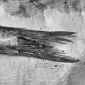 Jan 13 - Fishtail