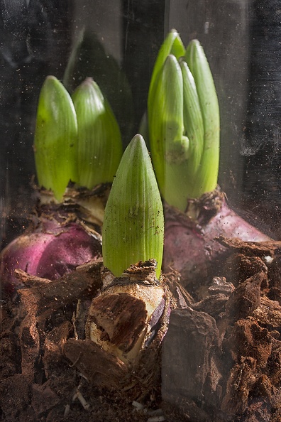 But for the moment it's just in a glass at home (hyacinth bulbs)