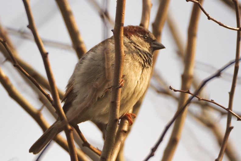 Restless birds, but they also love the few moments of (winter) sun in my garden.