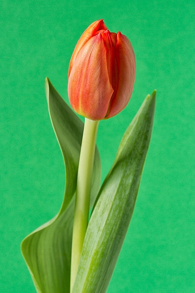 Mar 17 - One tulip.jpg