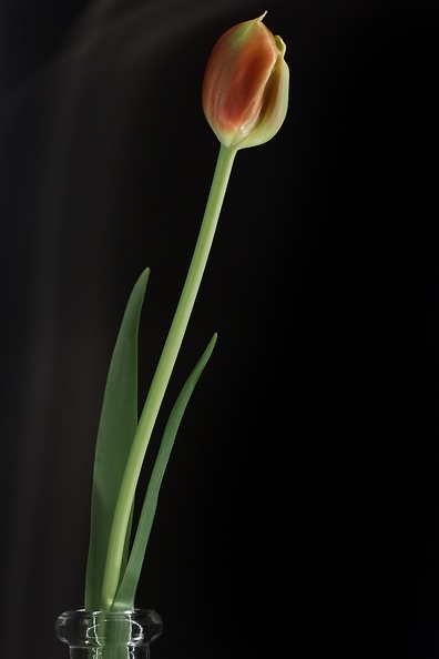 Mar 24 - Tulip