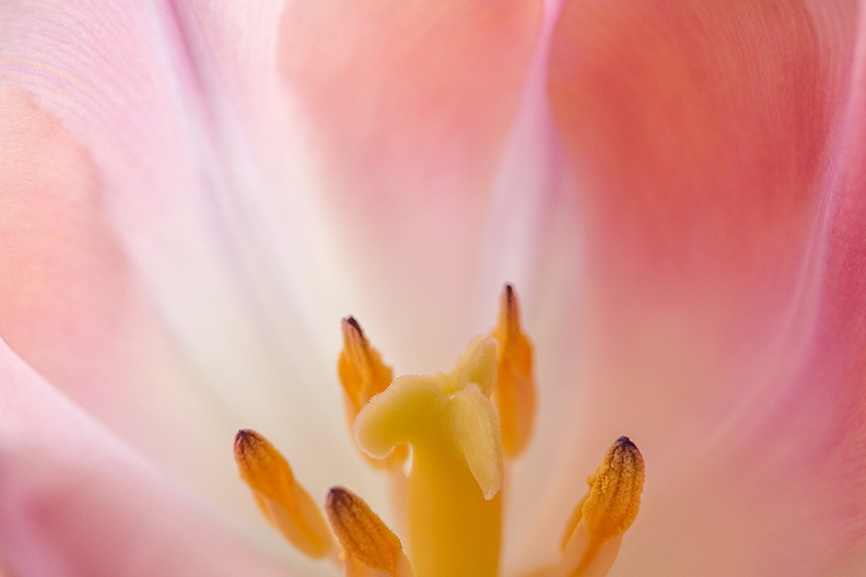 Detail of an old tulip