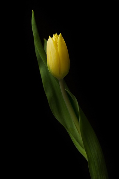 A fresh tulip in the house