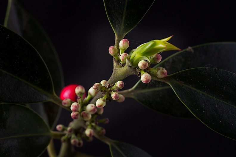 Picked some (almost) blooming holly from my garden