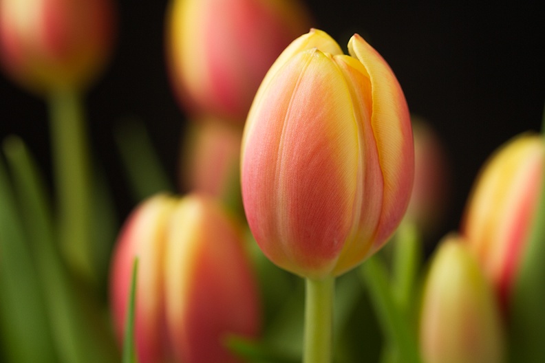 Apr 30 - Tulips