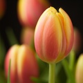 Apr 30 - Tulips