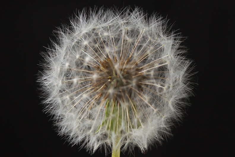 Close-up of a dandelion. It's the season