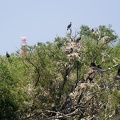 Jun 06 - Great cormorants