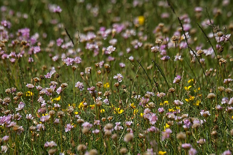 A collection of wild flowers