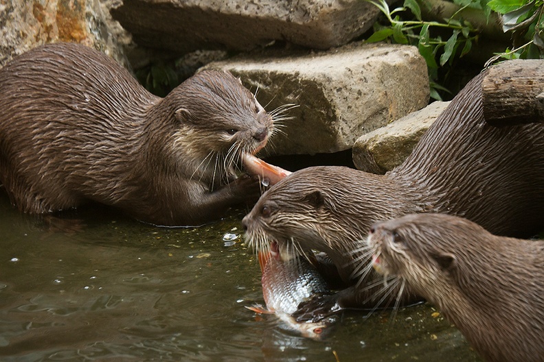 Feeding time for the otters at the zoo