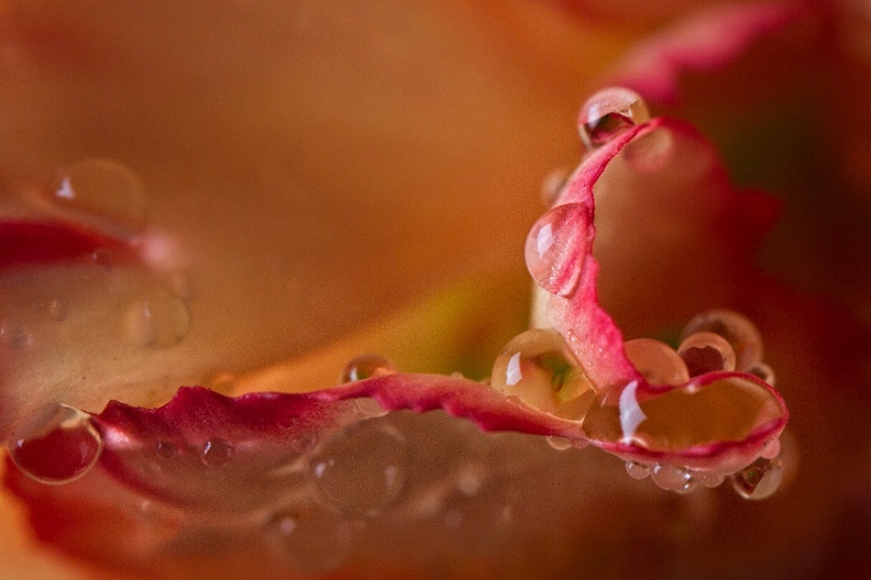 Detail of a dianthus (with drops)