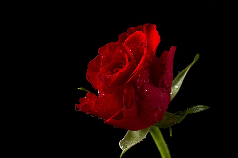 Aug 24 - Red rose.jpg