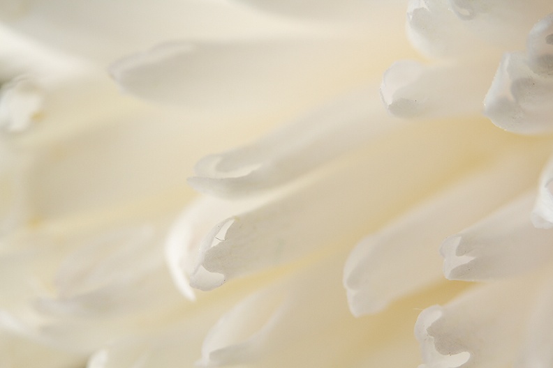 Closeup of a white flower