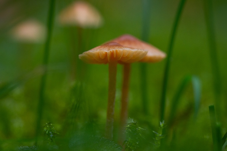 Tiny mushrooms in wet grass