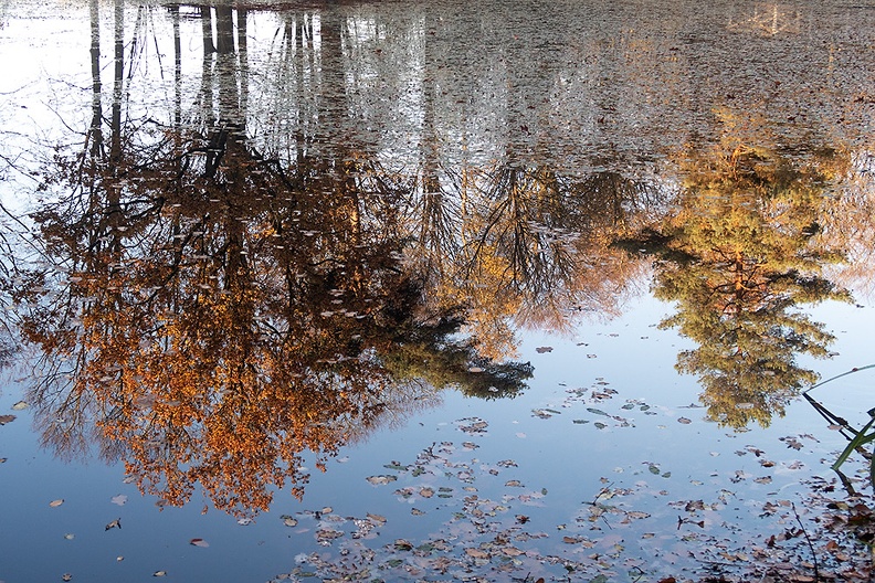 Reflection of trees in a pond. Last autumn photo for a while. Going home tomorrow.
