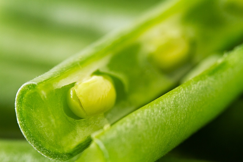 Close view of the inside of a green bean