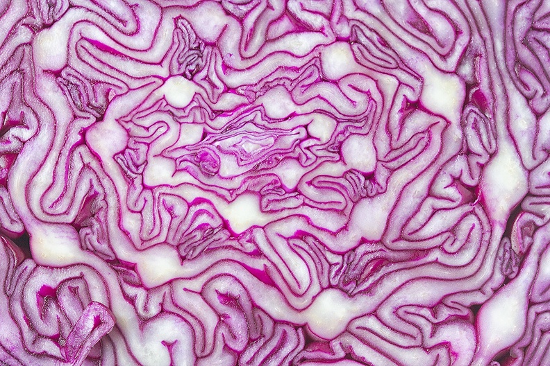 The inside of a red cabbage