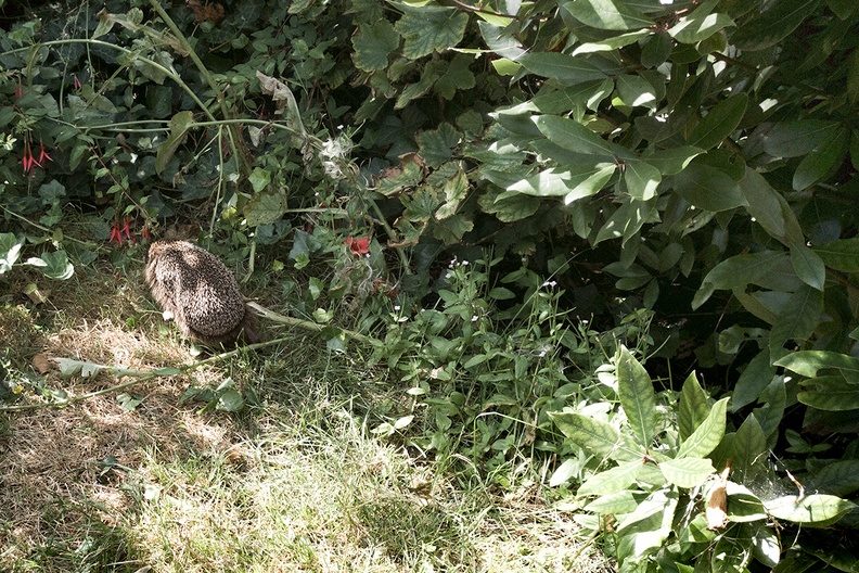 An hedgehog running away (in my garden)