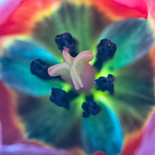 The inside of a tulip