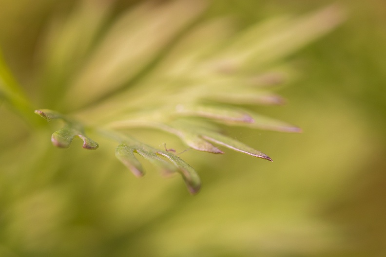 Closeup of dill. Another attempt to let it grow in my garden.