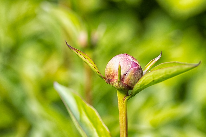The peonies are preparing themselves for the blooming in my garden