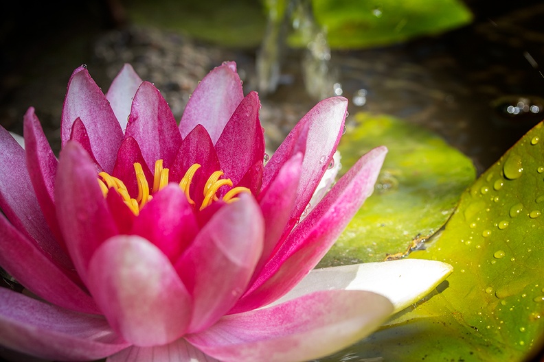 Water lily in my small pond