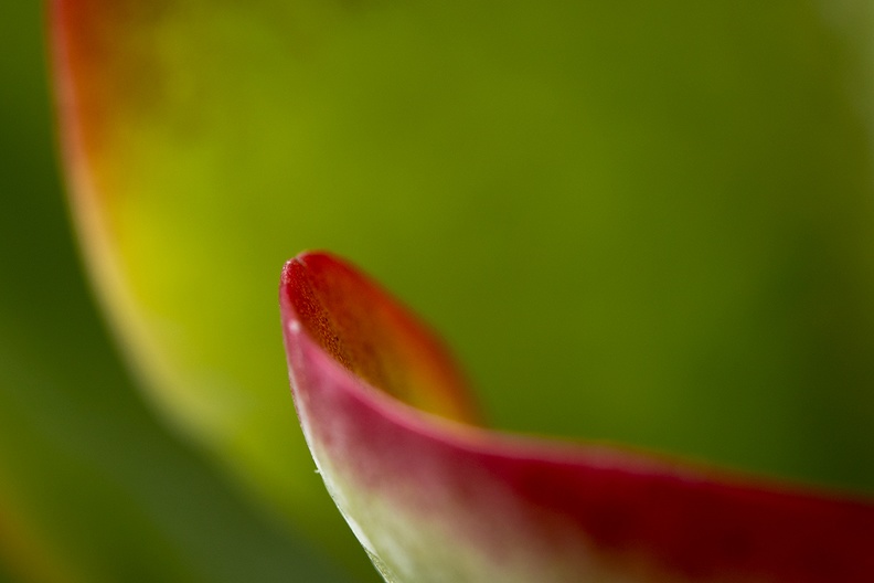 Detail of a new plant in the house. Looks like a tongue for me