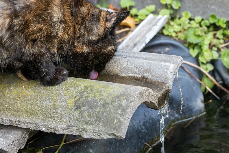 Our cat Chris enjoying the fresh water (solar) pumped into the pond