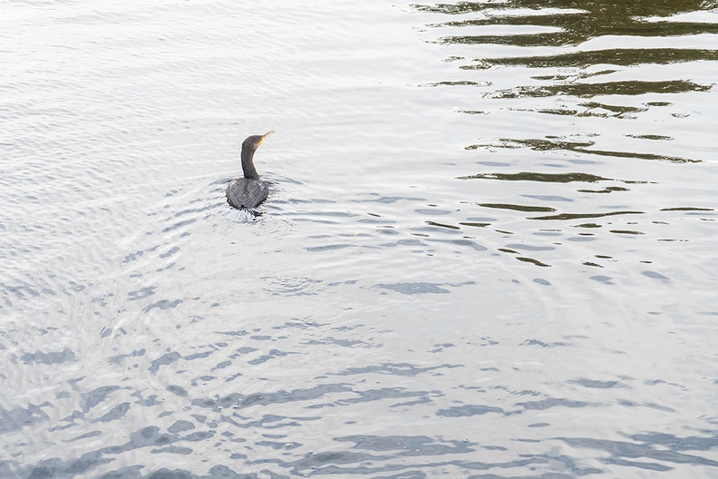 A cormorant fishing in our local ditch