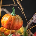 Oct 18 - Pumpkin