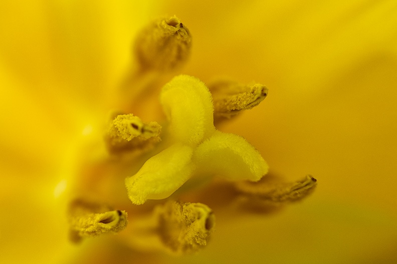 Inner part of a yellow tulip. Not really the season, so low quality, but still great beauty.