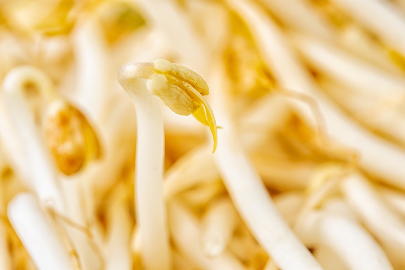 Mung bean sprouts. A closer view. Delicious part of dinner today.