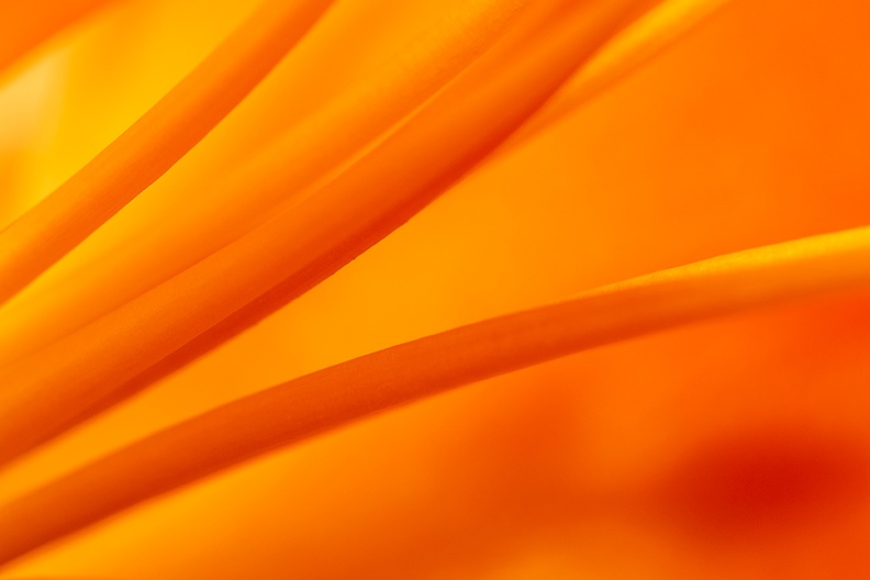 Detail of an orange lily