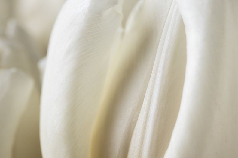 Detail of white tulips. Bought them on the market a few days ago.