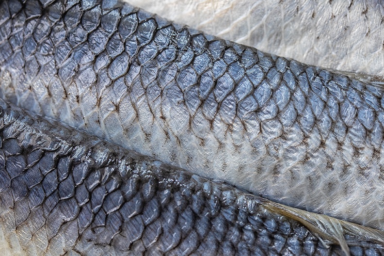Detail of pickled herring.